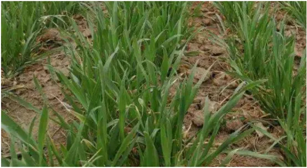 乡村振兴从土壤革命开始