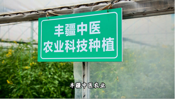 丰疆中医农业种植基地：中坝岛上的番茄传奇，开启农旅融合新体验