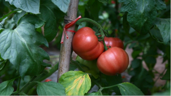 丰疆中医农业科技助力番茄产业升级，开启绿色健康新篇章